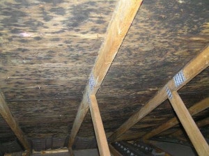 black mold in attic