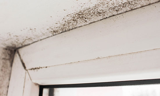 black mold in apartment