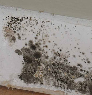 black mold poisoning symptoms